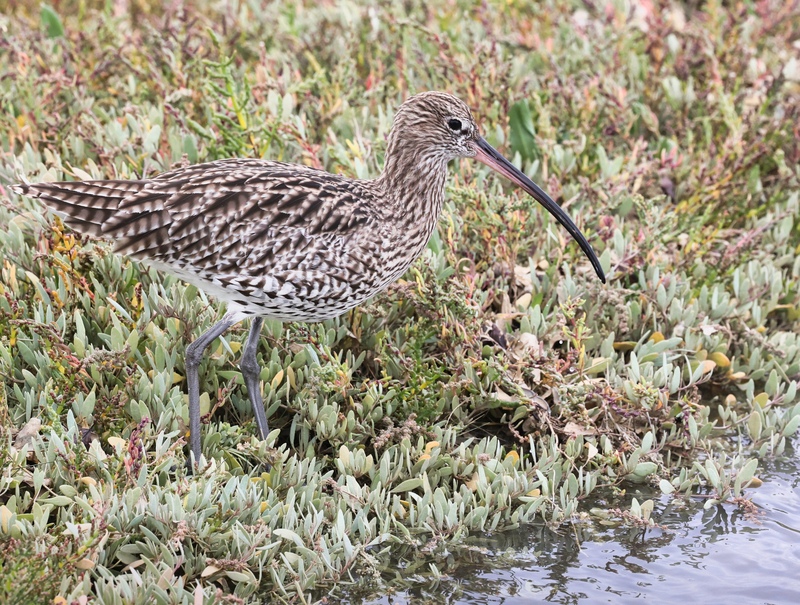 Curlew