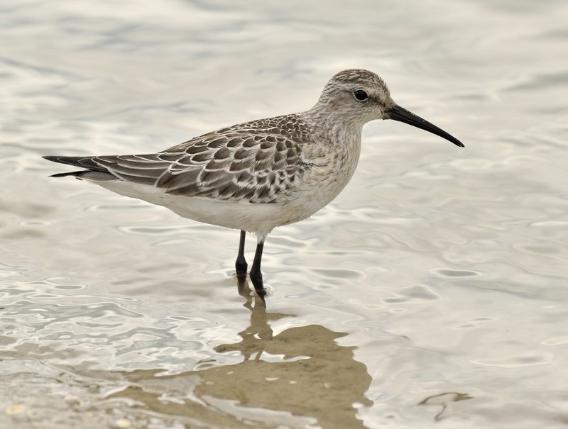 Curlew Sandpiper, a scarce migrant that stops off at Ferry Pool in late summer © Bob Eade
