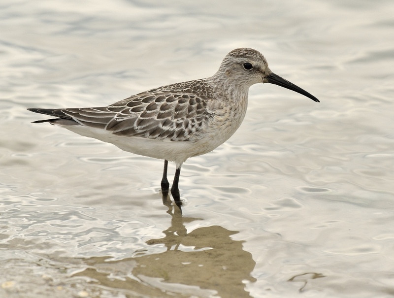 Curlew Sandpiper