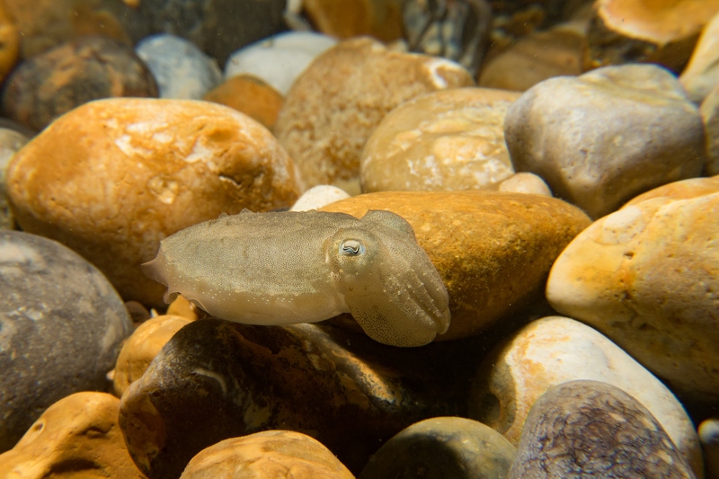 Baby Cuttlefish © Clair Read