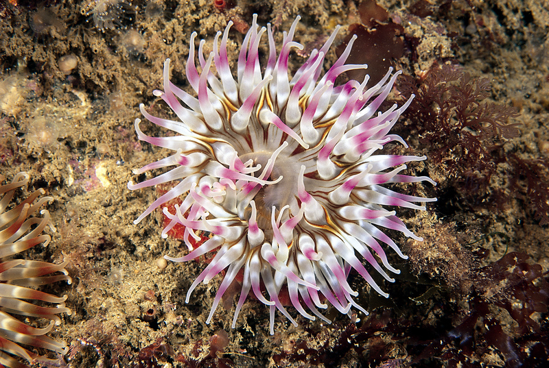 Dahlia Anemone © Paul Naylor