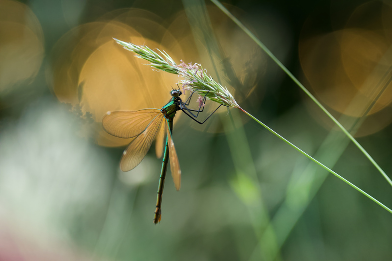 Damselfly