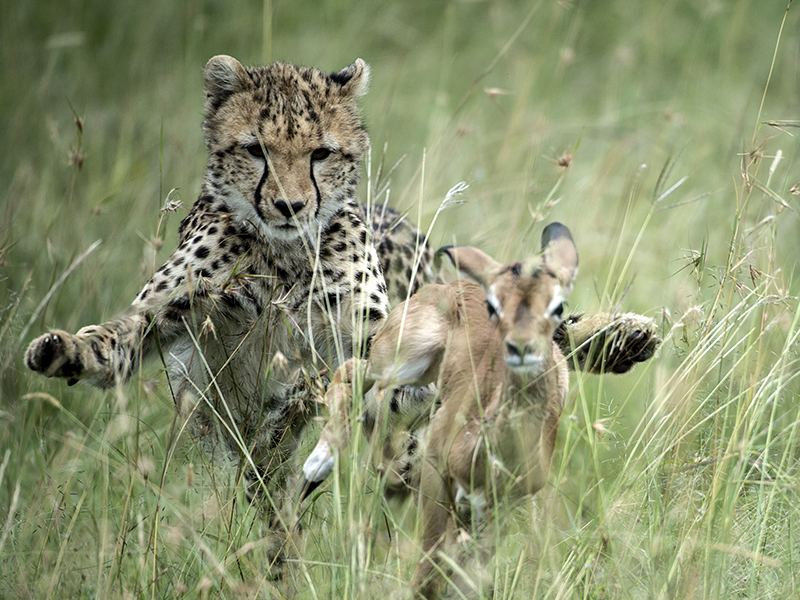 Cheetah © David Plummer