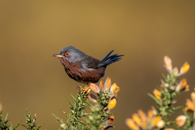 Dartford Warbler © Piers Fearick