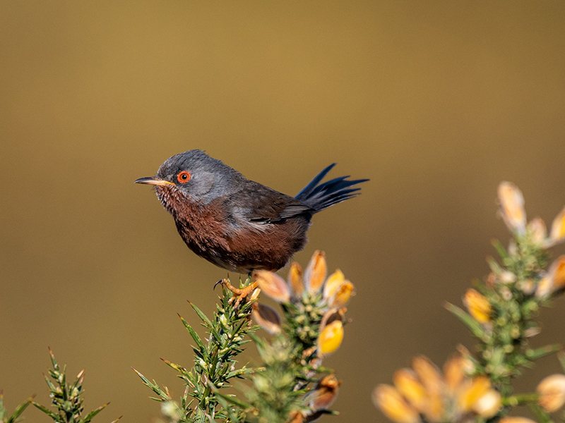 Dartford Warbler © Piers Fearick