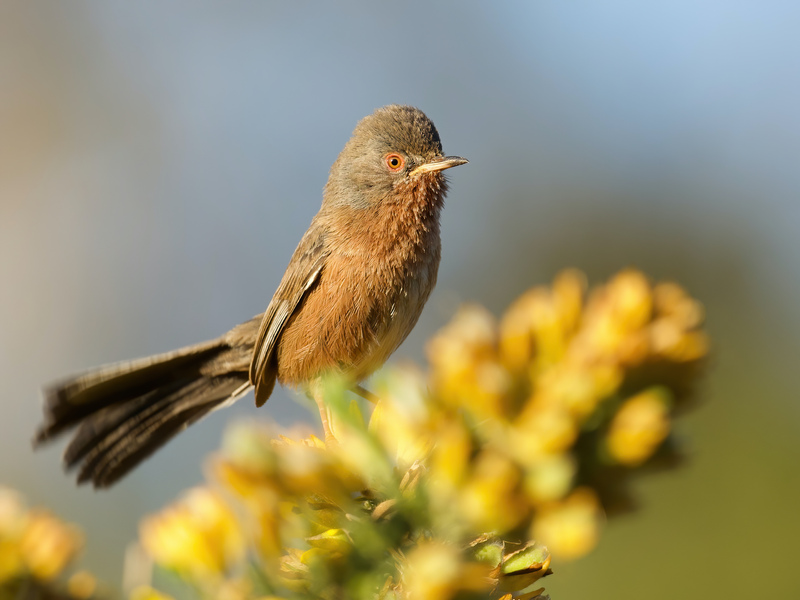 Rye Harbour Nature Reserve Wildlife Sightings: October 2025