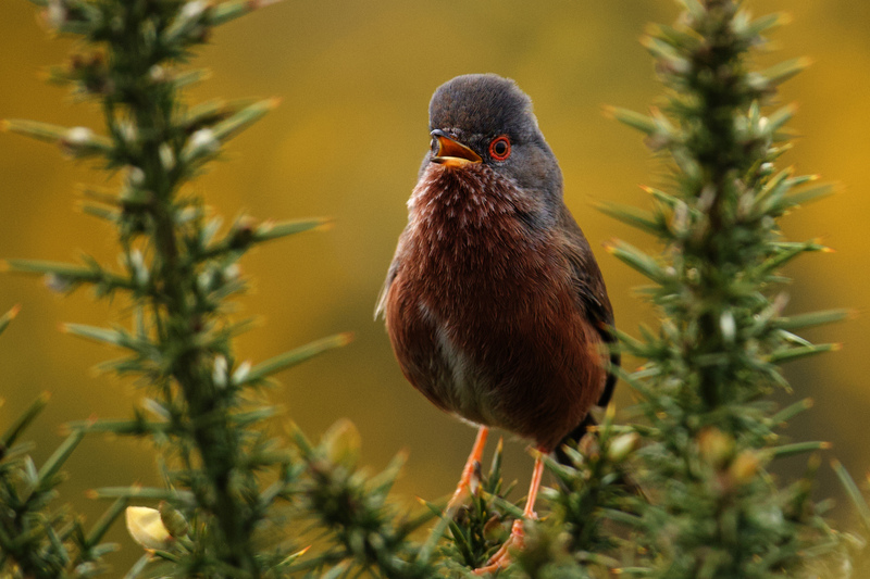 Dartford Warbler