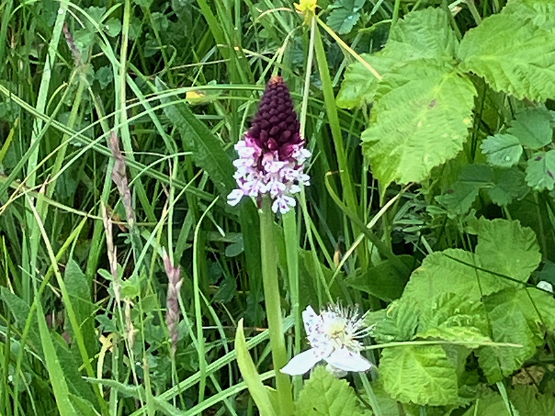 Burnt Orchid © David Beer