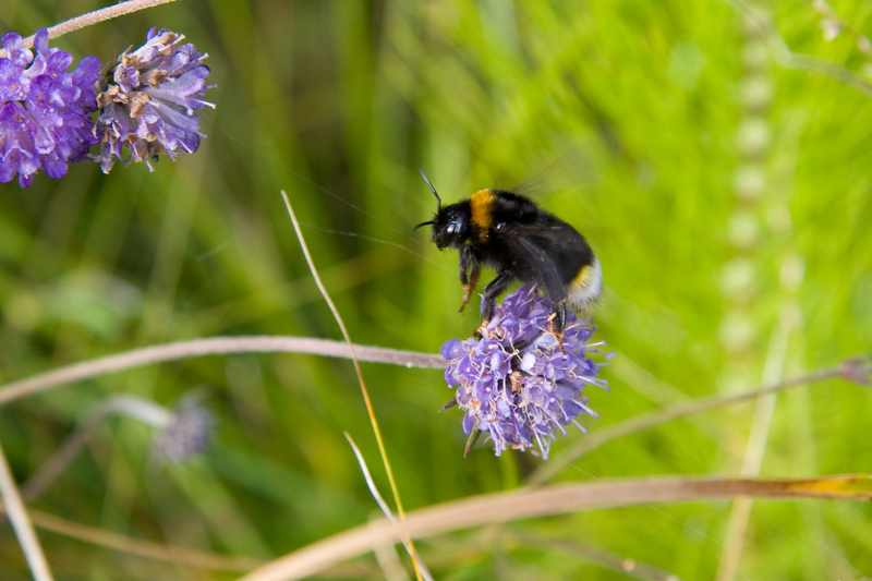 A female Bumblebee flying from a Devil's-bit Scabious flower © Dave Kilbey