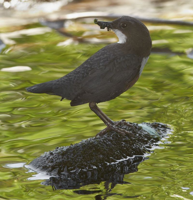 Dipper © Alan Price