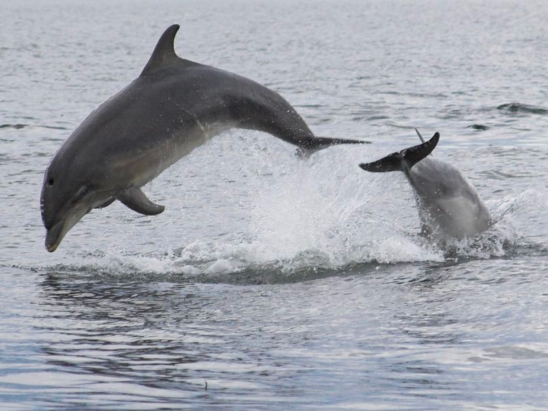 Bottlenose Dolphins © Caroline Weir