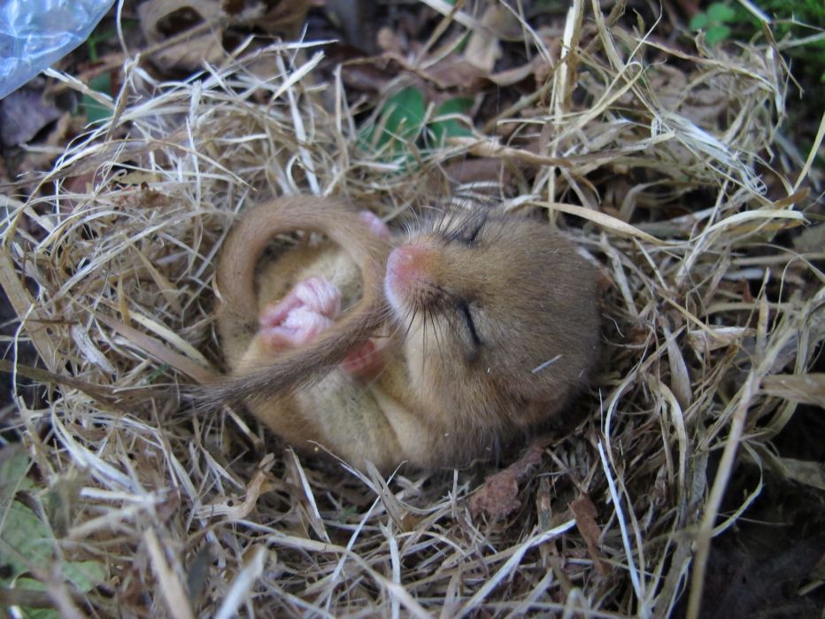 Ecology of the Hazel Dormouse - Wadhurst Park (01/09/2023)