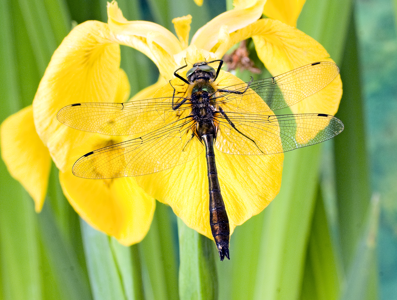 Downy Emerald Dragonfly