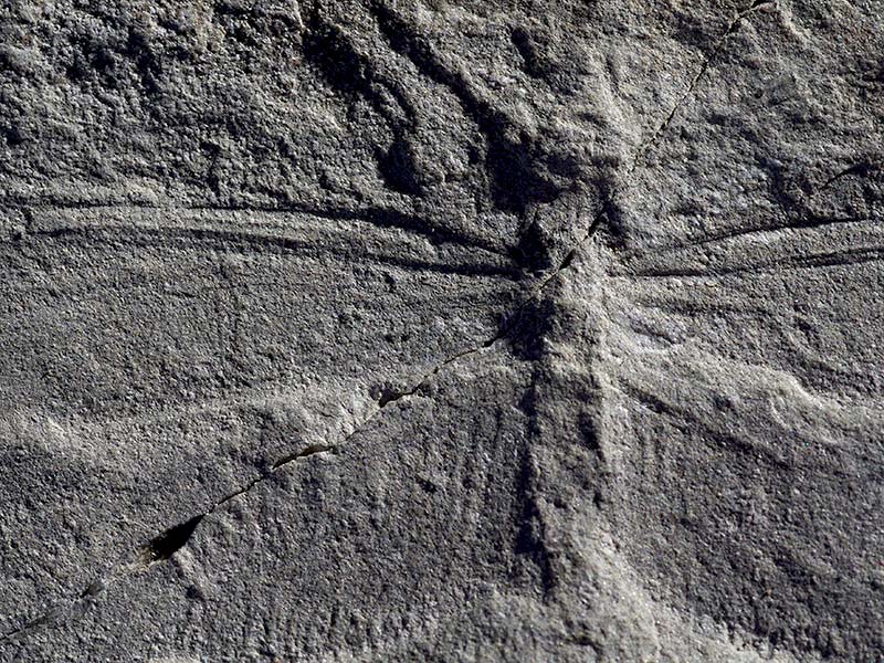 Dragonfly Fossil © Booth Museum