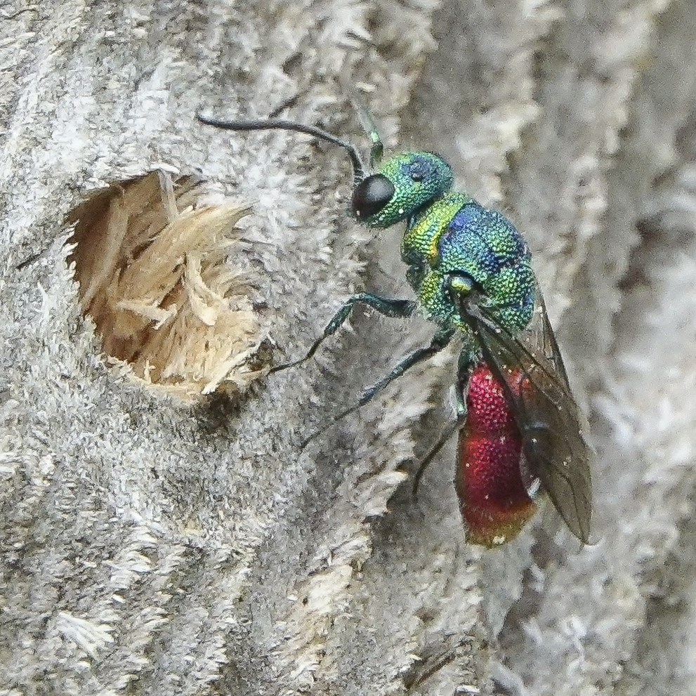 Ruby-tailed Wasps
