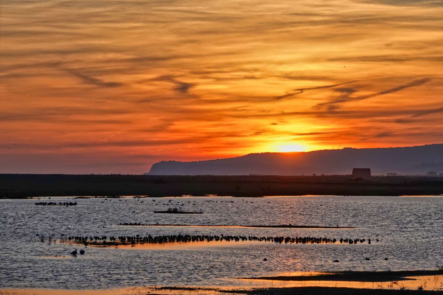 Sunset near Rye Harbour with a flock of Golden Plover © Barry Yates