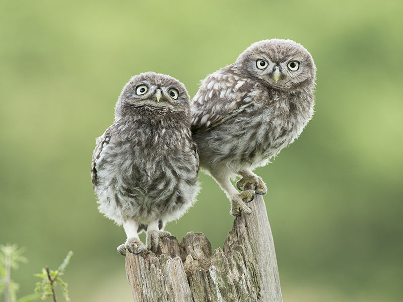 Little Owls © David Plummer