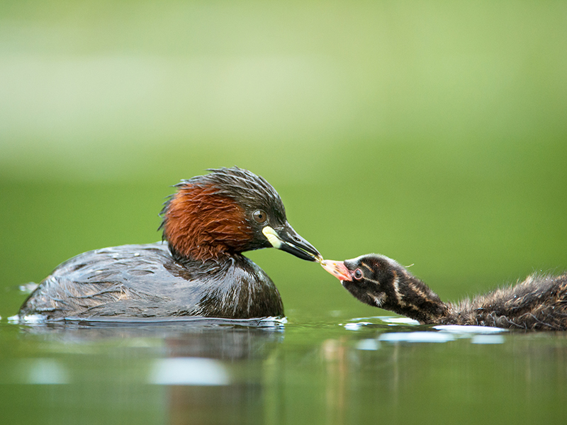 Little Grebe © David Plummer