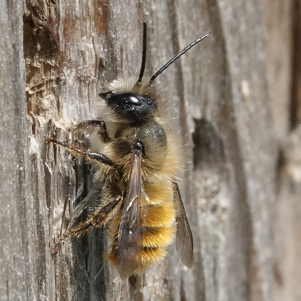 Red Mason Bee (Osmia bicornis).