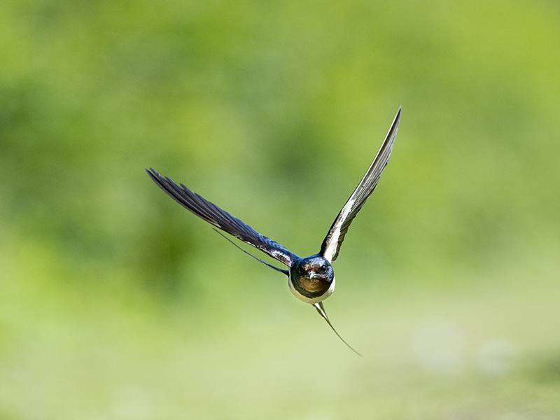Swallow © David Plummer