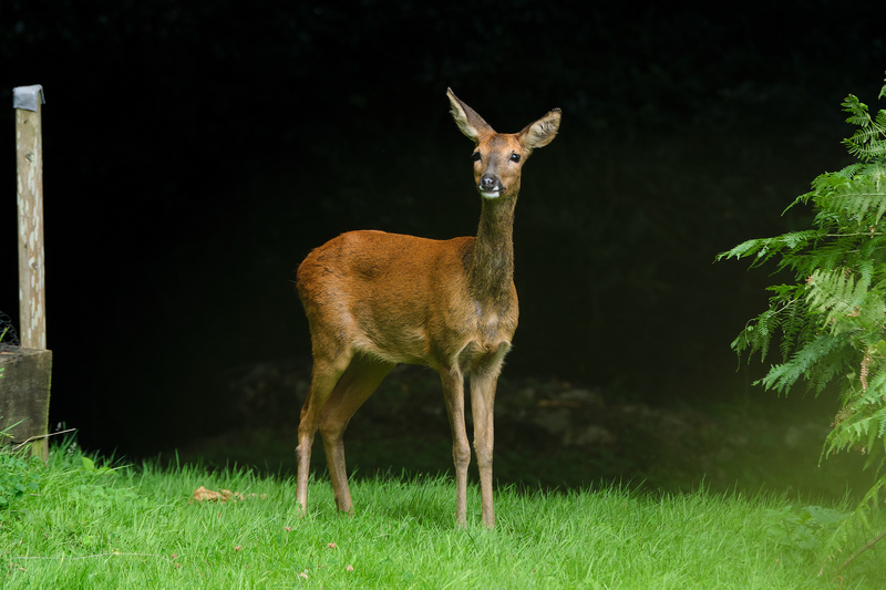 Female Roe Deer Female Roe Deer