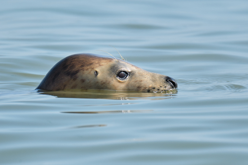 Seal Seal