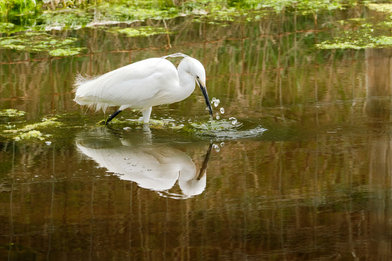 Little Egret Little Egret