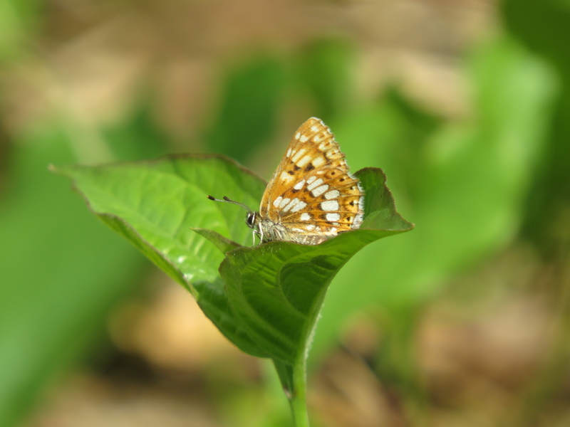 Duke of Burgundy © James Milton