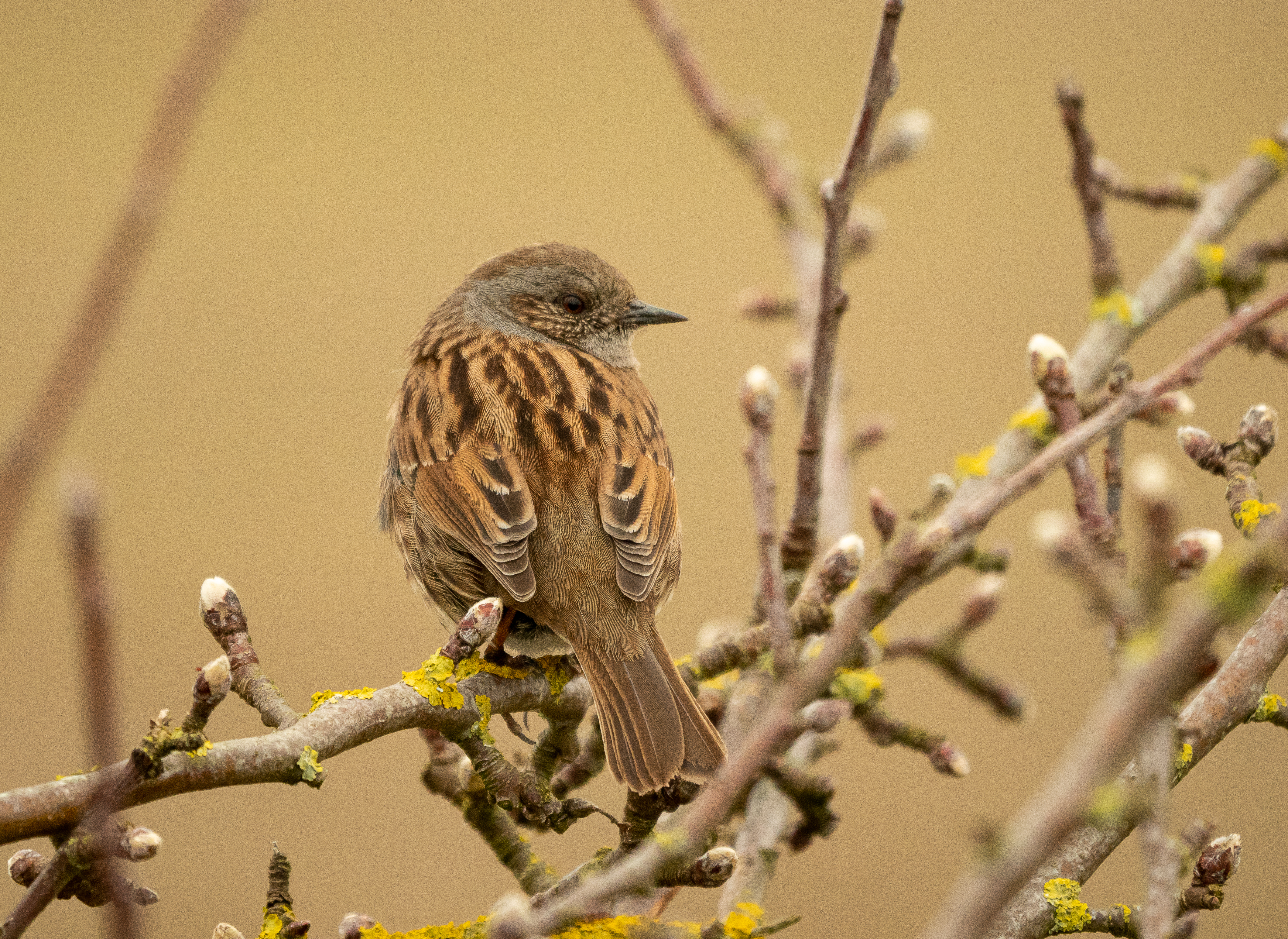 Dunnock Patrick Smith