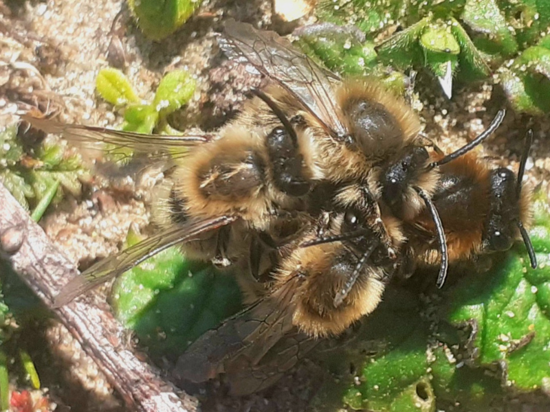 Early Colletes Bees © David Bentley