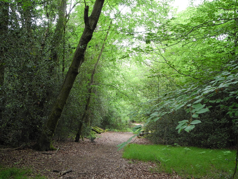 Ebernoe Common © Mark Monk-Terry