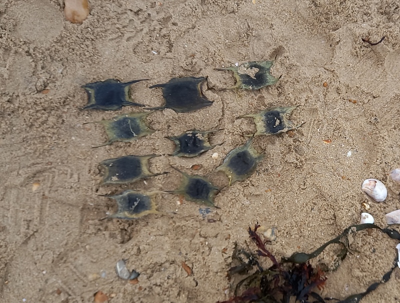Ray egg cases