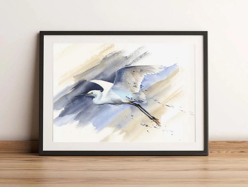 Little Egret
