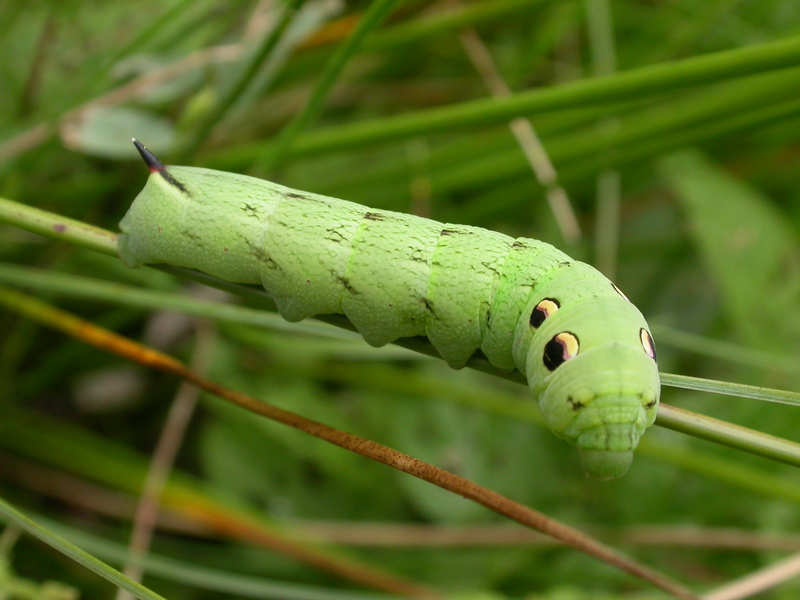 Elephant Hawk-moth caterpillar, green form © Graeme Lyons Elephant Hawk-moth caterpillar, green form © Graeme Lyons