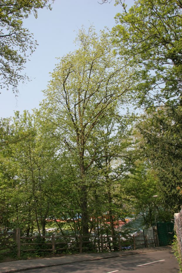 Elm