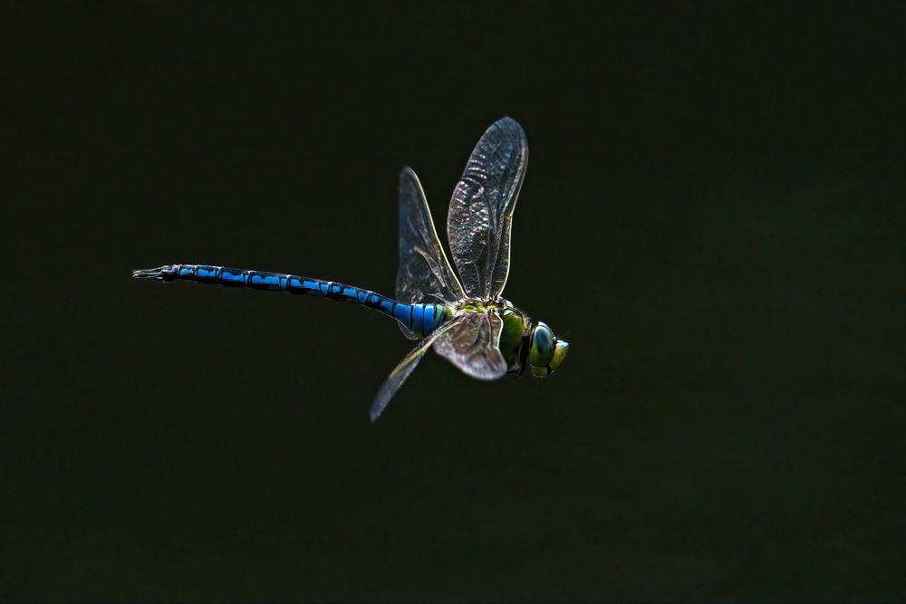 Emperor Dragonfly by Simon Watkins
