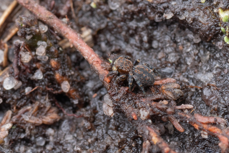 Euphrys petrensis © James Chisnall