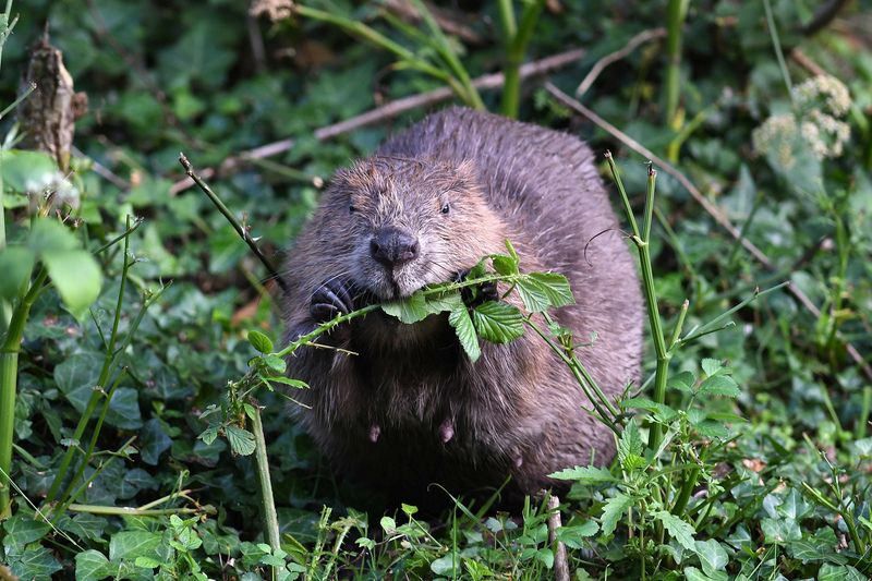 Beaver © David Parkyn Cornwall Wildlife Trust