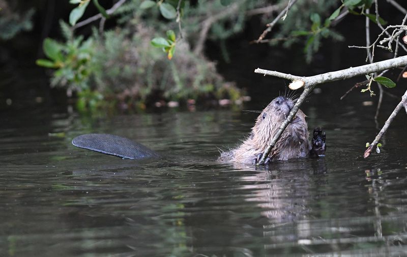 Library image of a Eurasian Beaver © David Parkyn Library image of a Eurasian Beaver © David Parkyn