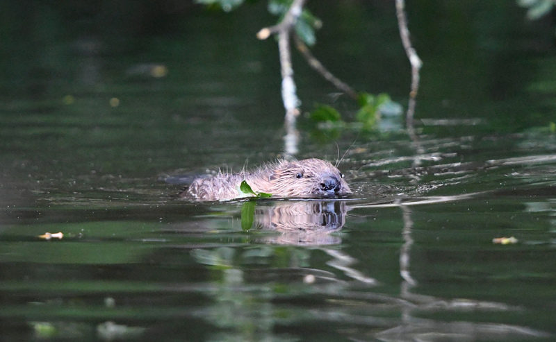 Beaver kit © David Parkyn