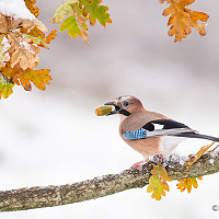 3. Eurasian Jay - Phil Winter