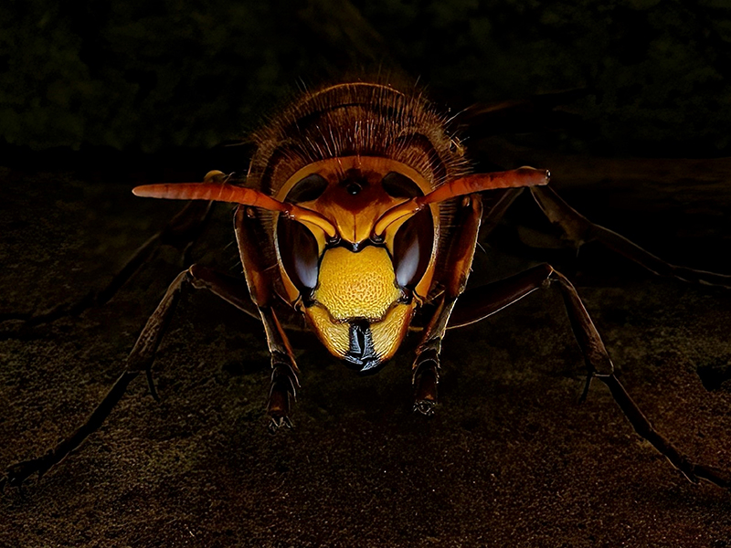 European Hornet © John Lauper