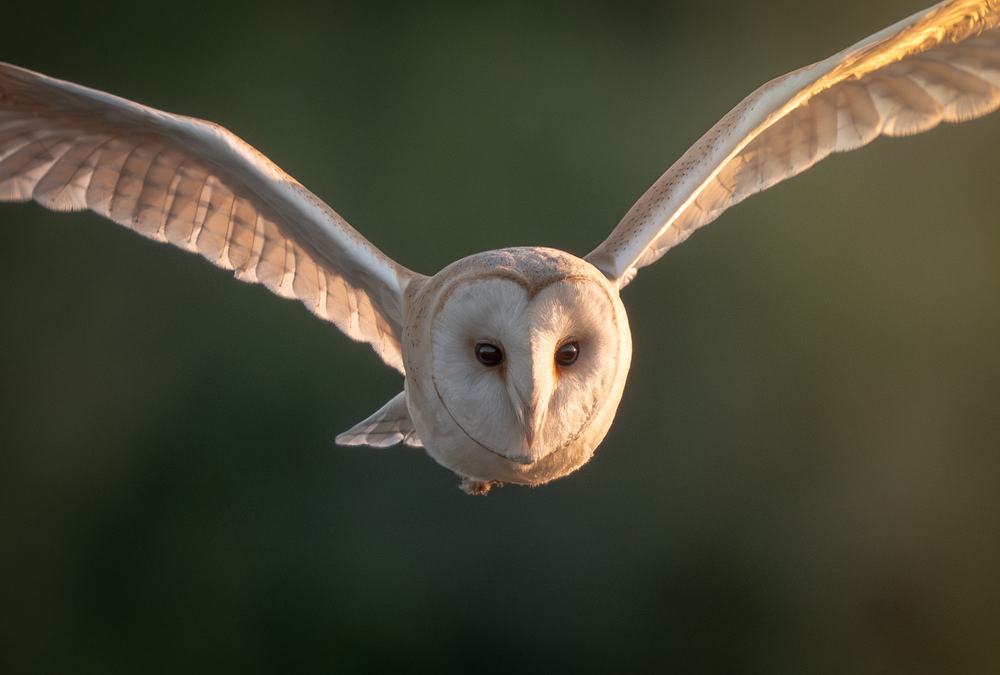 Evening Watch by Simon Grinyer