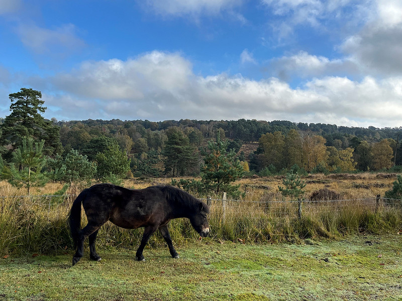 Our Exmoor Ponies