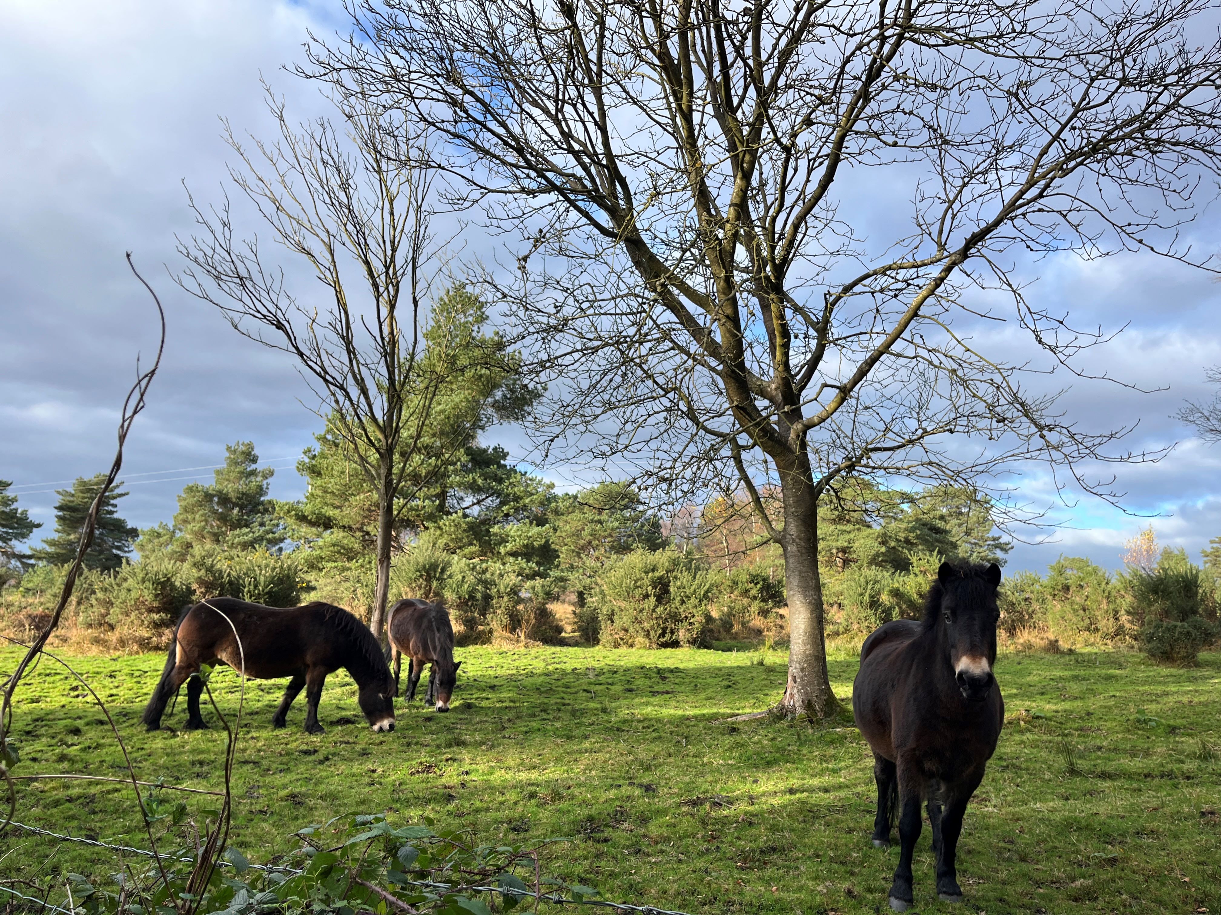 Exmoor ponies at Old Lodge © Ros Moss