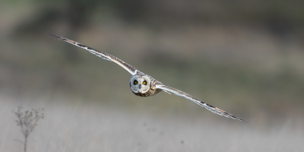 Rye Harbour Nature Reserve Wildlife Sightings - September 2023