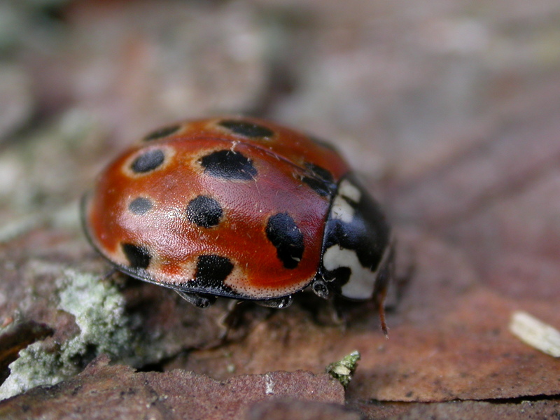Eyed Ladybird © Graeme Lyons Eyed Ladybird © Graeme Lyons