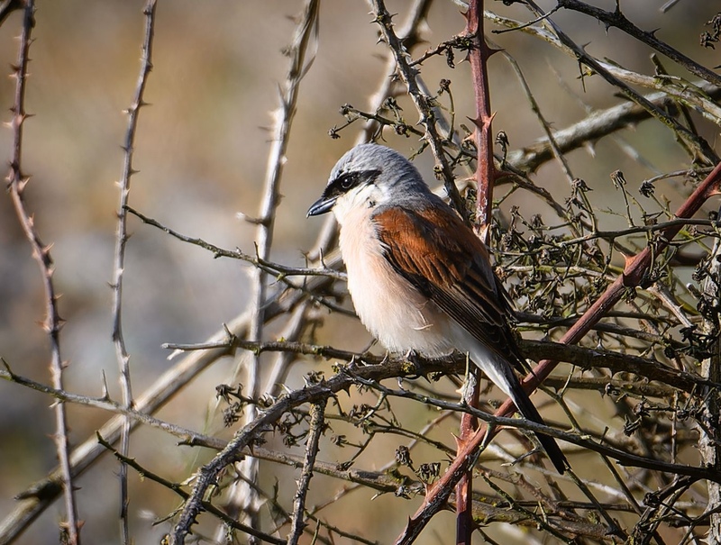 Rye Harbour Nature Reserve Wildlife Sightings: July 2024