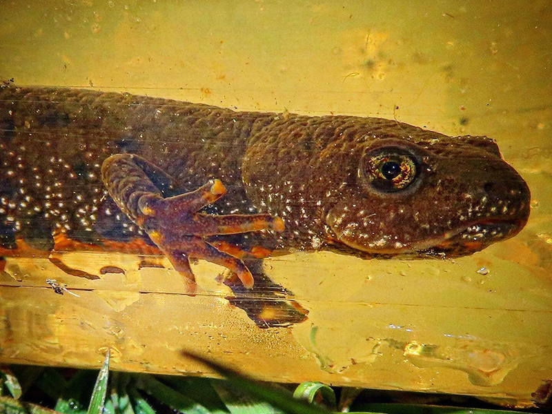 Female Great Crested Newt © Ryan Greaves