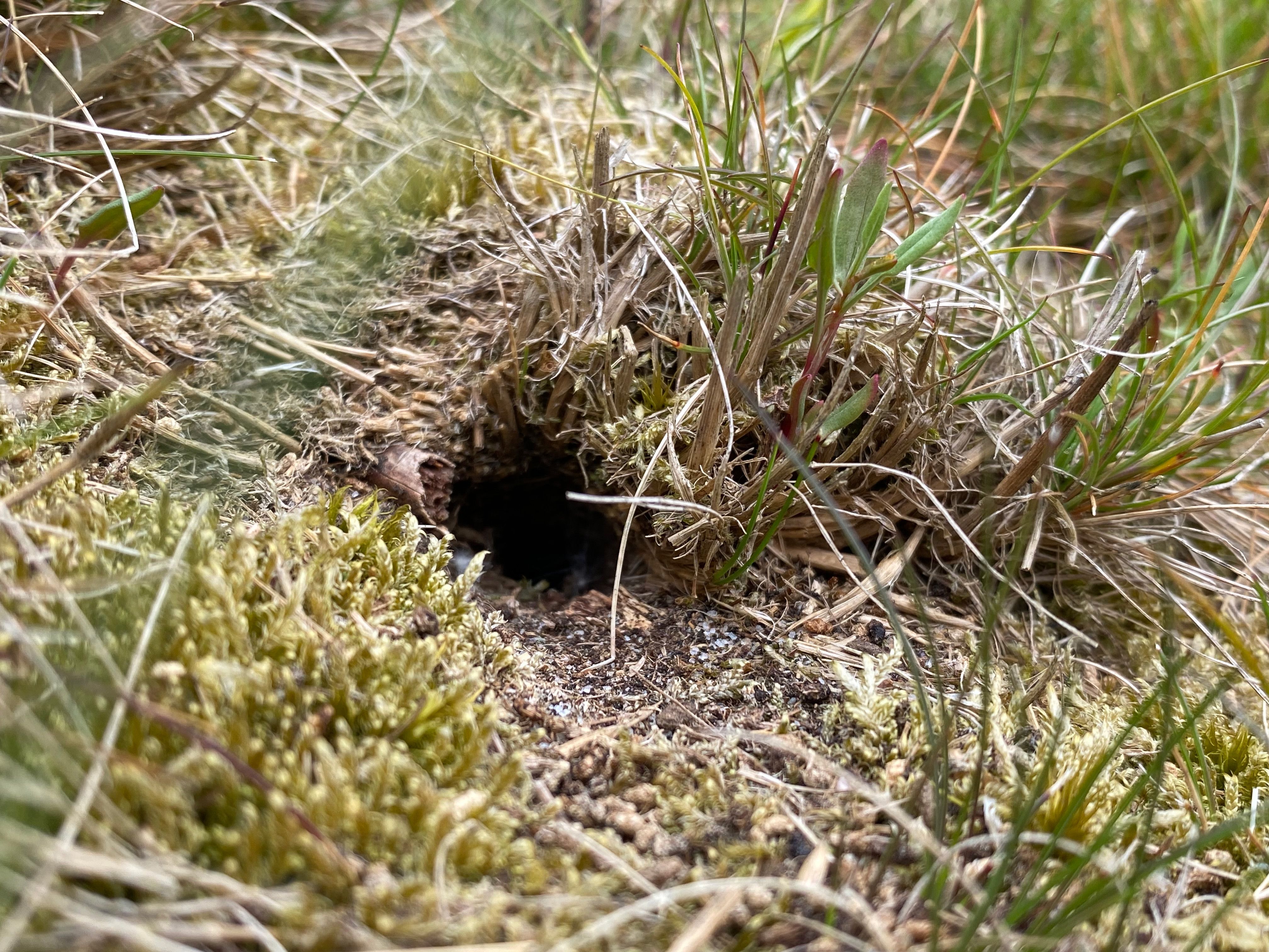 Field Cricket burrow